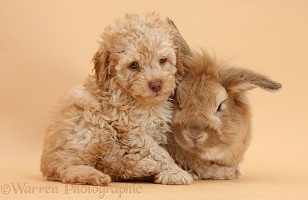 Cute Toy Labradoodle puppy and rabbit