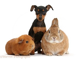 Miniature Pinscher puppy, rabbit and Guinea pig