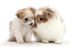 Cute Bichon x Yorkie pup and matching rabbit