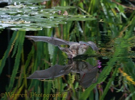 Brown Long-eared Bat drinking in flight