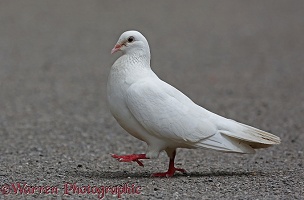 White Pigeon walking
