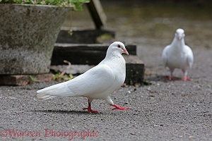 White Pigeon walking