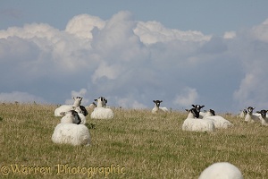 Sheep resting