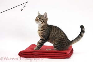Tabby kitten on a mat