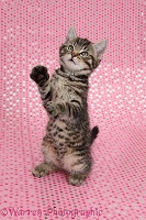 Cute tabby kitten, on starry background