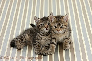 Cute tabby kittens, sitting on stripy background
