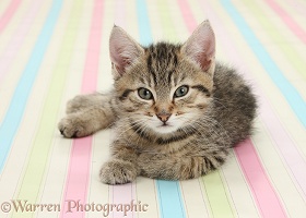 Cute tabby kitten, sitting on stripy background