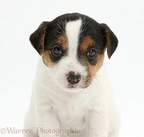 Jack Russell Terrier puppy, 4 weeks old