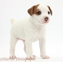 Jack Russell Terrier puppy, 4 weeks old