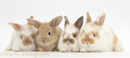 Four cute baby rabbits