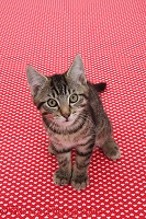 Tabby kitten, sitting on red background