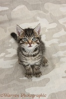 Cute tabby kitten on camouflage background