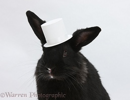Black rabbit wearing a white top hat