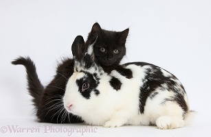 Fluffy black kitten and rabbit