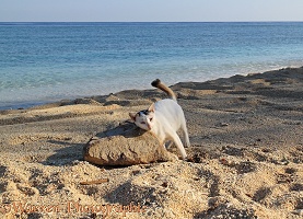Club-tailed cat rubbing against a rock on a beach