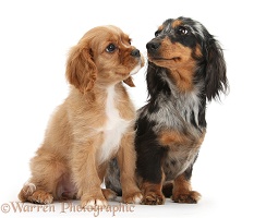 Ruby Cavalier pup and Dachshund