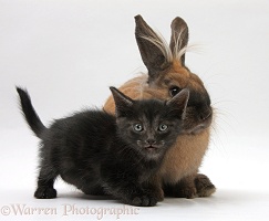 Black kitten and Lionhead-cross rabbit