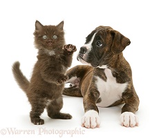 Brindle Boxer pup and chocolate kitten