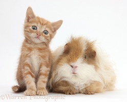 Ginger kitten, 5 weeks old, with shaggy Guinea pig