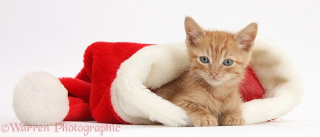 Ginger kitten, 5 weeks old, in a Santa hat