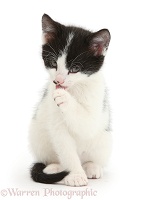 Black-and-white kitten, grooming himself