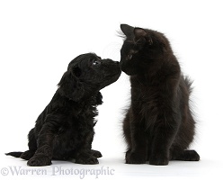 Black Maine Coon kitten and Cute Daxiedoodle puppy