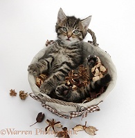 Cute tabby kitten in potpourri basket