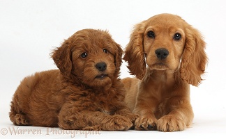 Golden Cocker Spaniel puppy and Goldendoodle puppy