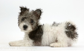 Jack Russell x Westie pup