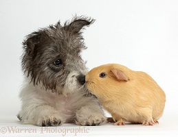 Jack Russell x Westie pup with yellow Guinea pig