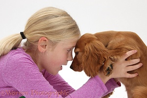 Girl head-to-head with Cocker Spaniel puppy