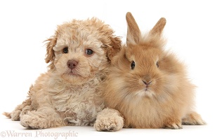 Toy Labradoodle and fluffy bunny