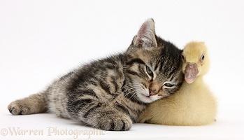 Cute tabby kitten with yellow gosling
