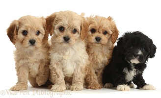 Four cute Cavapoo puppies