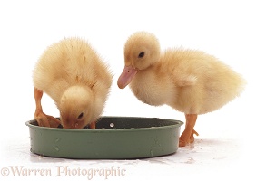 Yellow ducklings in a plastic food bowl