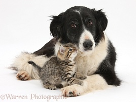Cute tabby kitten and Black-and-white Border Collie