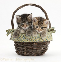 Cute tabby kittens, 6 weeks old, in a wicker basket