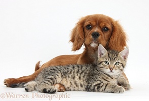 Cute tabby kitten and Ruby Cavalier Spaniel