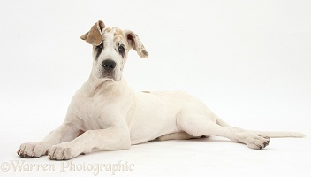 Great Dane puppy, lying with head up