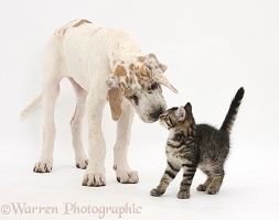 Tabby kitten with Great Dane puppy