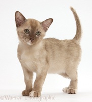 Burmese kitten standing