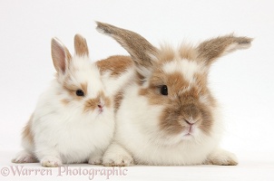 Brown-and-white rabbit and baby bunny
