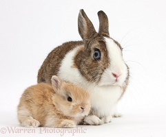 Netherland Dwarf rabbit and baby bunny