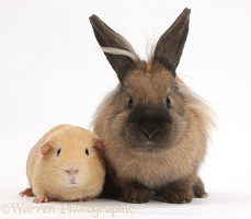 Rabbit and yellow Guinea pig