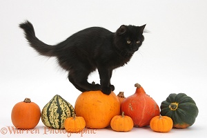 Black Maine Coon kitten on Halloween pumpkins