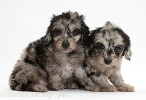 Two cute black-and-grey merle Daxiedoodle pups