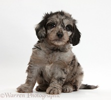 Cute black-and-grey merle Daxiedoodle puppy