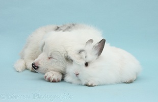 White Border Collie pup and bunny on blue background