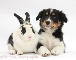 Tricolour Border Collie pup with black-and-white rabbit
