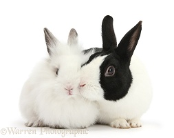 Black Dutch rabbit and white baby bunny
